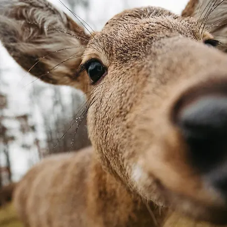 Zivili Prázdninový dům *