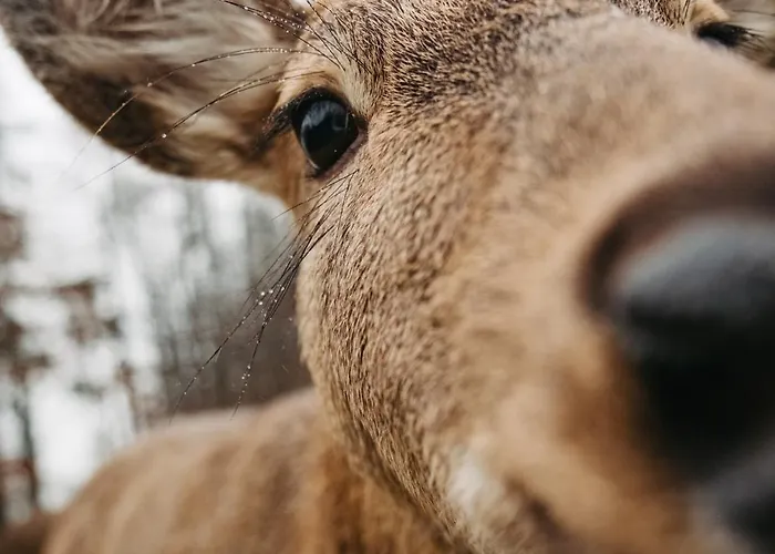 Zivili Сasa de vacaciones *