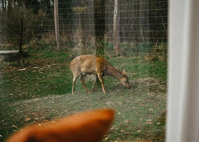 Zivili Сasa de vacaciones Smilkov